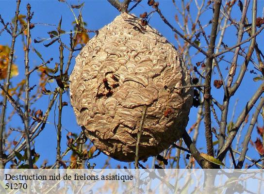 Destruction nid de frelons asiatique coizard-joches-51270 Presence 3d destruction nuisible