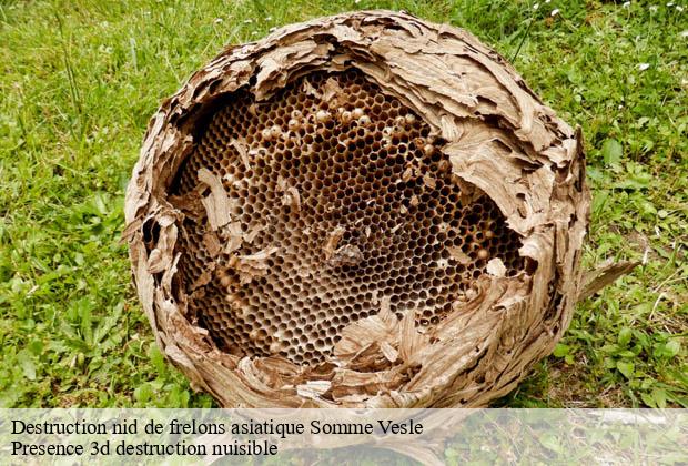 Destruction nid de frelons asiatique somme-vesle-51460 Presence 3d destruction nuisible