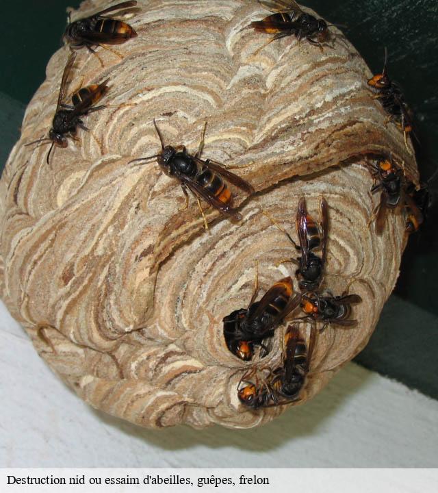 Destruction nid ou essaim d'abeilles, guêpes, frelon allemanche-launay-et-soyer-51260 Presence 3d destruction nuisible