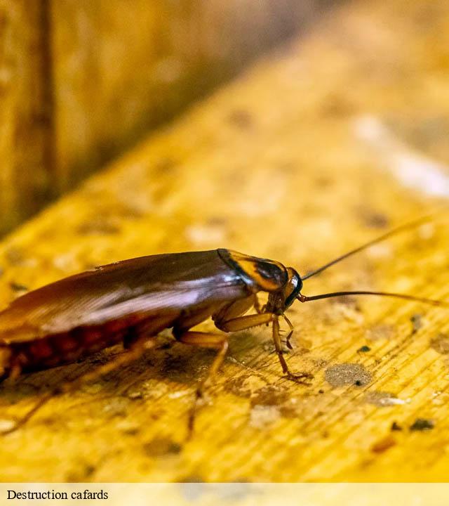 Destruction cafards le-vieil-dampierre-51330 Presence 3d destruction nuisible